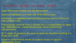 Large and more complex than the fibrous layer
Synovium adheres to the inner wall of the fibrous layer.
Posteriorly, it invaginates anteriorly following the contour of femoral
intercondylar notch.
Embryonically, synovial lining is divided into 3 compartments by septa –
sup. Patellofemoral , medial tibiofemoral, lateral tibiofemoral
compartments.
By 12 weeks of gestation, the synovial septa are resorbed resulting in a
single joint cavity.
Superior compartment remain as superior recess of capsule –
suprapatellar bursa
SYNOVIAL LAYER OF KNEE JOINT.
 
