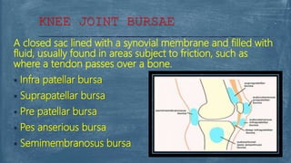 A closed sac lined with a synovial membrane and filled with
fluid, usually found in areas subject to friction, such as
where a tendon passes over a bone.
 Infra patellar bursa
 Suprapatellar bursa
 Pre patellar bursa
 Pes anserious bursa
 Semimembranosus bursa
KNEE JOINT BURSAE
 