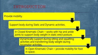 Provide mobility.
Support body during Static and Dynamic activities.
In Closed Kinematic Chain – works with hip and ankle
joints to support body weight in static erect posture.
Dynamically support during sitting and squatting
activities and transferring body weight during
locomotor activities.
In Open Kinematic Chain – provide mobility for foot
in space.
INTRODUCTION
 