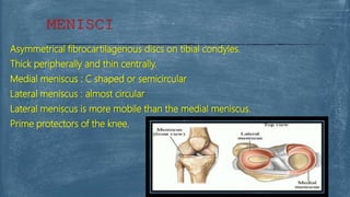 Asymmetrical fibrocartilagenous discs on tibial condyles.
Thick peripherally and thin centrally.
Medial meniscus : C shaped or semicircular
Lateral meniscus : almost circular
Lateral meniscus is more mobile than the medial meniscus.
Prime protectors of the knee.
MENISCI
 
