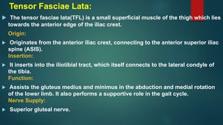 Tensor Fasciae Lata:
 The tensor fasciae lata(TFL) is a small superficial muscle of the thigh which lies
towards the anterior edge of the iliac crest.
Origin:
 Originates from the anterior iliac crest, connecting to the anterior superior iliac
spine (ASIS).
Insertion:
 It inserts into the iliotibial tract, which itself connects to the lateral condyle of
the tibia.
Function:
 Assists the gluteus medius and minimus in the abduction and medial rotation
of the lower limb. It also performs a supportive role in the gait cycle.
Nerve Supply:
 Superior gluteal nerve.
 