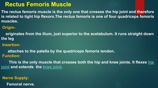 Rectus Femoris Muscle
The rectus femoris muscle is the only one that crosses the hip joint and therefore
is related to tight hip flexors.The rectus femoris is one of four quadriceps femoris
muscles.
Origin-
originates from the ilium, just superior to the acetabulum. It runs straight down
the leg
Insertion-
attaches to the patella by the quadriceps femoris tendon.
Function:
This is the only muscle that crosses both the hip and knee joints. It flexes hip
joint and extends the knee joint.
Nerve Supply:
Femoral nerve.
 