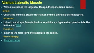 Vastus Lateralis Muscle
 Vastus lateralis is the largest of the quadriceps femoris muscle.
Origin-
 Originates from the greater trochanter and the lateral lip of linea aspera.
Insertion-
 Lateral quadriceps femoris tendon to patella, via ligamentum patellae into the
tubercle of tibia
Function:
 Extends the knee joint and stabilizes the patella.
Nerve Supply:
 Femoral nerve
 
