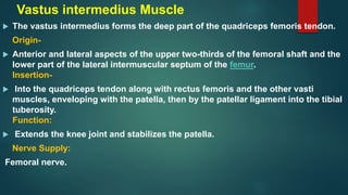 Vastus intermedius Muscle
 The vastus intermedius forms the deep part of the quadriceps femoris tendon.
Origin-
 Anterior and lateral aspects of the upper two-thirds of the femoral shaft and the
lower part of the lateral intermuscular septum of the femur.
Insertion-
 Into the quadriceps tendon along with rectus femoris and the other vasti
muscles, enveloping with the patella, then by the patellar ligament into the tibial
tuberosity.
Function:
 Extends the knee joint and stabilizes the patella.
Nerve Supply:
Femoral nerve.
 