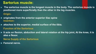 Sartorius muscle:
 The sartorius muscle is the longest muscle in the body. The sartorius muscle is
positioned more superficially than the other in the leg muscles.
Origin-
 originates from the anterior superior iliac spine
Insertion-
 attaches to the superior, medial surface of the tibia.
Function of the Sartorious
 It acts on flexion, abduction and lateral rotation at the hip joint, At the knee, it is
also a flexor.
Nerve Supply of the Sartorious
 Femoral nerve.
 