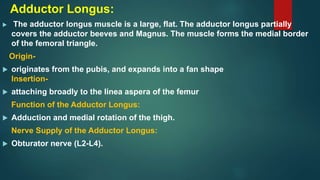 Adductor Longus:
 The adductor longus muscle is a large, flat. The adductor longus partially
covers the adductor beeves and Magnus. The muscle forms the medial border
of the femoral triangle.
Origin-
 originates from the pubis, and expands into a fan shape
Insertion-
 attaching broadly to the linea aspera of the femur
Function of the Adductor Longus:
 Adduction and medial rotation of the thigh.
Nerve Supply of the Adductor Longus:
 Obturator nerve (L2-L4).
 