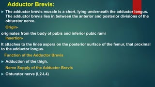 Adductor Brevis:
 The adductor brevis muscle is a short, lying underneath the adductor longus.
The adductor brevis lies in between the anterior and posterior divisions of the
obturator nerve.
Origin-
originates from the body of pubis and inferior pubic rami
Insertion-
It attaches to the linea aspera on the posterior surface of the femur, that proximal
to the adductor longus.
Function of the Adductor Brevis
 Adduction of the thigh.
Nerve Supply of the Adductor Brevis
 Obturator nerve (L2-L4)
 