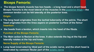 Biceps Femoris:
 The biceps femoris muscle has two heads – a long head and a short head.
Biceps Femoris is the most lateral of the muscles in the posterior thigh – the
common tendon can be felt laterally at the posterior knee.
Origin-
 The long head originates from the ischial tuberosity of the pelvis. The short
head originates from the linea aspera on posterior surface of the femur
Insertion-
 the heads from a tendon, which inserts into the head of the fibula.
Function of the Biceps Femoris:
 The Main action is flexion at the knee. It also extends the leg at the hip and
laterally rotates at the hip and knee.
Nerve Supply of the Biceps Femoris:
 Long head innervated by tibial part of the sciatic nerve, and the short head is
innervated by common fibular part of the sciatic nerve
 