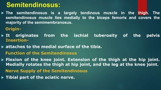Semitendinosus:
 The semitendinosus is a largely tendinous muscle in the thigh. The
semitendinosus muscle lies medially to the biceps femoris and covers the
majority of the semimembranosus.
Origin-
 It originates from the ischial tuberosity of the pelvis
Insertion-
 attaches to the medial surface of the tibia.
Function of the Semitendinosus
 Flexion of the knee joint. Extension of the thigh at the hip joint.
Medially rotates the thigh at hip joint, and the leg at the knee joint.
Nerve Supply of the Semitendinosus
 Tibial part of the sciatic nerve.
 