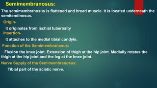 Semimembranosus:
The semimembranosus is flattened and broad muscle. It is located underneath the
semitendinosus.
Origin-
It originates from ischial tuberosity
Insertion-
It attaches to the medial tibial condyle.
Function of the Semimembranosus:
Flexion the knee joint. Extension of thigh at the hip joint. Medially rotates the
thigh at the hip joint and the leg at the knee joint.
Nerve Supply of the Semimembranosus:
Tibial part of the sciatic nerve.
 