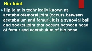 Hip Joint
Hip joint is technically known as
acetabulofemoral joint (occurs between
acetabulum and femur). It is a synovial ball
and socket joint that occurs between head
of femur and acetabulum of hip bone.
 