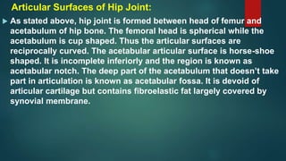 Articular Surfaces of Hip Joint:
 As stated above, hip joint is formed between head of femur and
acetabulum of hip bone. The femoral head is spherical while the
acetabulum is cup shaped. Thus the articular surfaces are
reciprocally curved. The acetabular articular surface is horse-shoe
shaped. It is incomplete inferiorly and the region is known as
acetabular notch. The deep part of the acetabulum that doesn’t take
part in articulation is known as acetabular fossa. It is devoid of
articular cartilage but contains fibroelastic fat largely covered by
synovial membrane.
 
