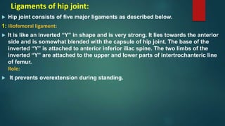 Ligaments of hip joint:
 Hip joint consists of five major ligaments as described below.
1: Iliofemoral ligament:
 It is like an inverted “Y” in shape and is very strong. It lies towards the anterior
side and is somewhat blended with the capsule of hip joint. The base of the
inverted “Y” is attached to anterior inferior iliac spine. The two limbs of the
inverted “Y” are attached to the upper and lower parts of intertrochanteric line
of femur.
Role:
 It prevents overextension during standing.
 