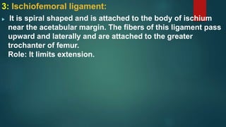 3: Ischiofemoral ligament:
 It is spiral shaped and is attached to the body of ischium
near the acetabular margin. The fibers of this ligament pass
upward and laterally and are attached to the greater
trochanter of femur.
Role: It limits extension.
 