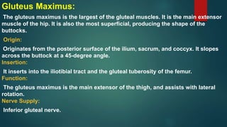 Gluteus Maximus:
The gluteus maximus is the largest of the gluteal muscles. It is the main extensor
muscle of the hip. It is also the most superficial, producing the shape of the
buttocks.
Origin:
Originates from the posterior surface of the ilium, sacrum, and coccyx. It slopes
across the buttock at a 45-degree angle.
Insertion:
It inserts into the iliotibial tract and the gluteal tuberosity of the femur.
Function:
The gluteus maximus is the main extensor of the thigh, and assists with lateral
rotation.
Nerve Supply:
Inferior gluteal nerve.
 