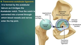 4: Transverse acetabular ligament:
It is formed by the acetabular
labrum as it bridges the
Acetabular notch. Thus the notch is
converted into a tunnel through
which blood vessels and nerves
enter the hip joint.
 