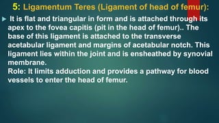 5: Ligamentum Teres (Ligament of head of femur):
 It is flat and triangular in form and is attached through its
apex to the fovea capitis (pit in the head of femur).. The
base of this ligament is attached to the transverse
acetabular ligament and margins of acetabular notch. This
ligament lies within the joint and is ensheathed by synovial
membrane.
Role: It limits adduction and provides a pathway for blood
vessels to enter the head of femur.
 
