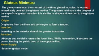 Gluteus Minimus:
The gluteus minimus, the shortest of the three gluteal muscles, is located
immediately beneath the gluteus medius.The gluteus minimus is the deepest of
the superficial gluteal muscles. It is similar in shape and function to the gluteus
medius.
Origin:
Originates from the ilium and converges to form a tendon.
Insertion:
Inserting to the anterior side of the greater trochanter.
Function:
Abducts and medially rotates the lower limb. While locomotion, it secures the
pelvis, limiting the pelvic drop of the opposite limb.
Nerve Supply:
Superior gluteal nerve.
 