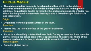 Gluteus Medius:
 The gluteus medius muscle is fan-shaped and lies within to the gluteus
maximus and the minimus. It is similar in shape and function to the gluteus
minimus. Its posterior third is covered by the gluteus maximus, its anterior two-
thirds by the gluteal aponeurosis that separates it from the superficial fascia
and integument.
Origin:
 Originates from the gluteal surface of the ilium.
Insertion:
 Inserts into the lateral surface of the greater trochanter.
Function:
 Abducts and medially rotates the lower limb. During locomotion, it secures the
pelvis, limiting the pelvic drop of the opposite limb (the posterior fibers of the
gluteus medius are further produced a little amount of lateral rotation).
Nerve Supply:
 Superior gluteal nerve.
 