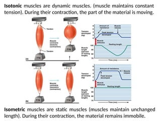 Isometric Muscle Function Biomechanics.pptx The study of the structure and function of biological ...