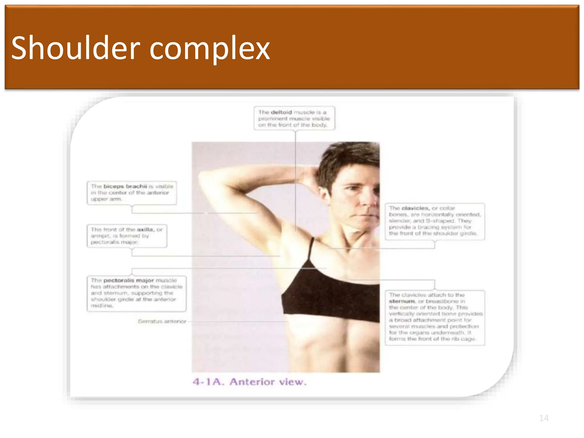 Shoulder complex
14
 