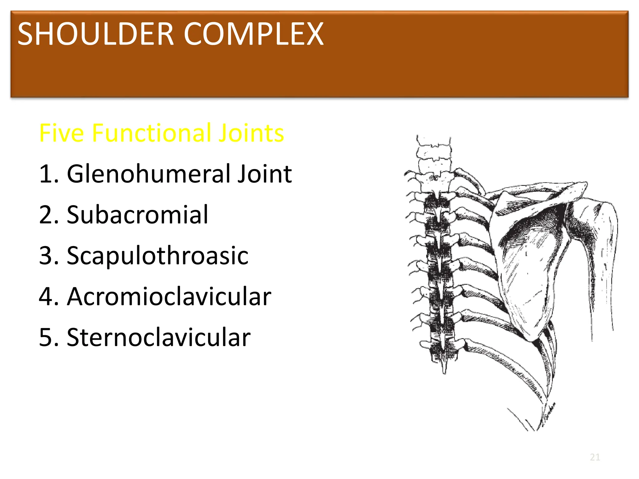 SHOULDER COMPLEX
Five Functional Joints
1. Glenohumeral Joint
2. Subacromial
3. Scapulothroasic
4. Acromioclavicular
5. Sternoclavicular
21
 