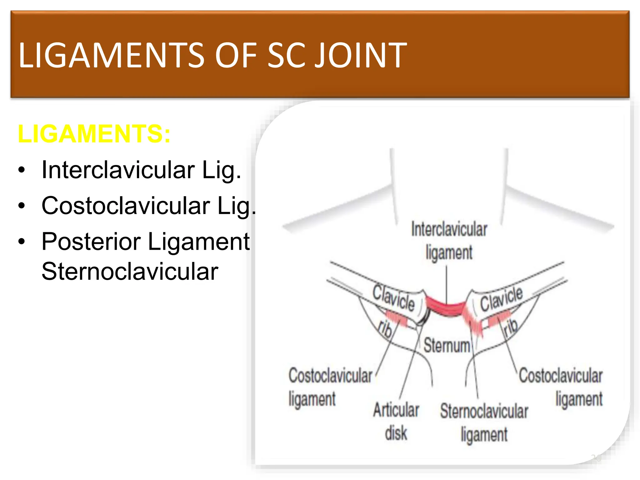 LIGAMENTS OF SC JOINT
LIGAMENTS:
• Interclavicular Lig.
• Costoclavicular Lig.
• Posterior Ligament
Sternoclavicular
26
 