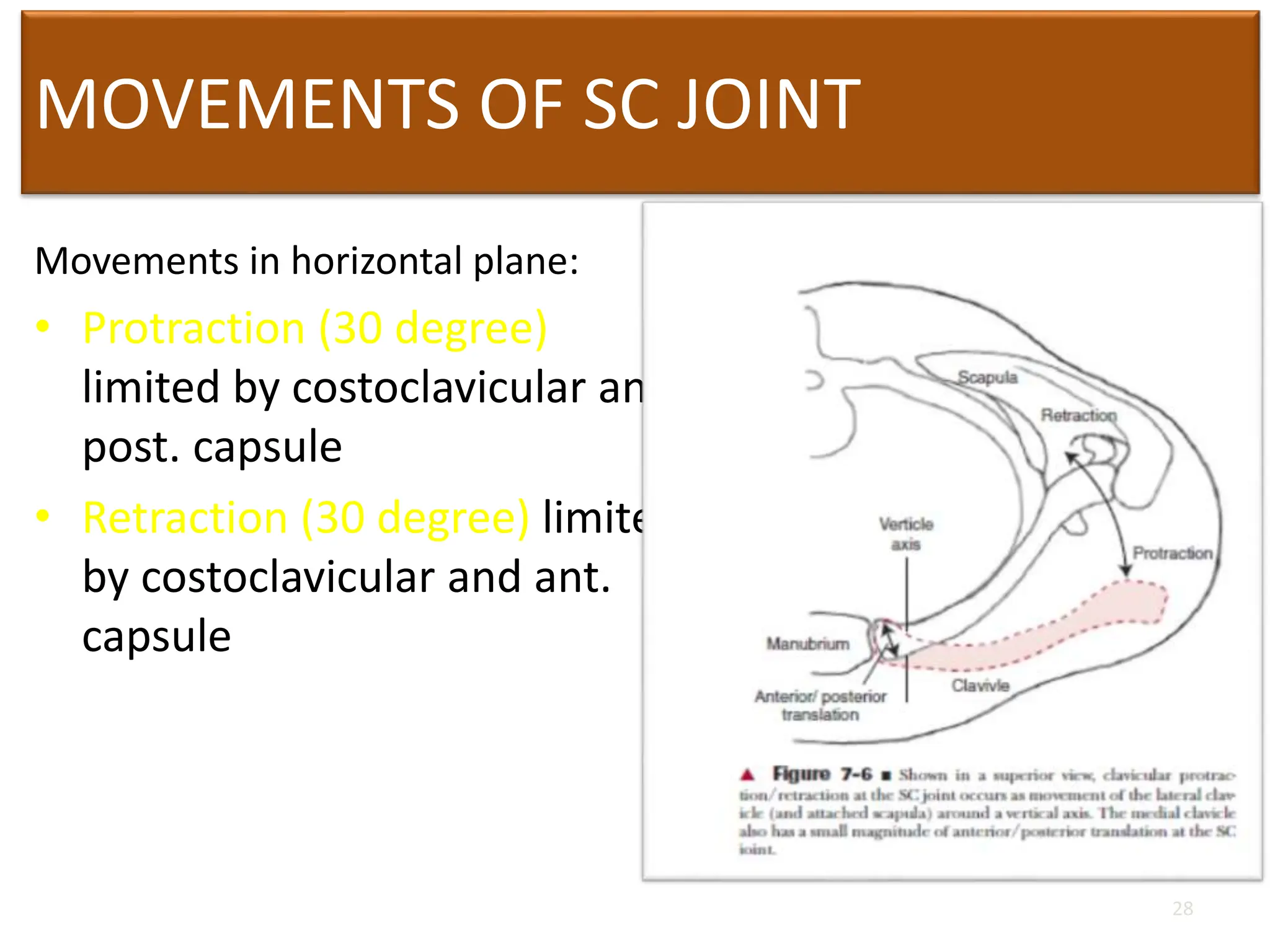 MOVEMENTS OF SC JOINT
Movements in horizontal plane:
• Protraction (30 degree)
limited by costoclavicular and
post. capsule
• Retraction (30 degree) limited
by costoclavicular and ant.
capsule
28
 