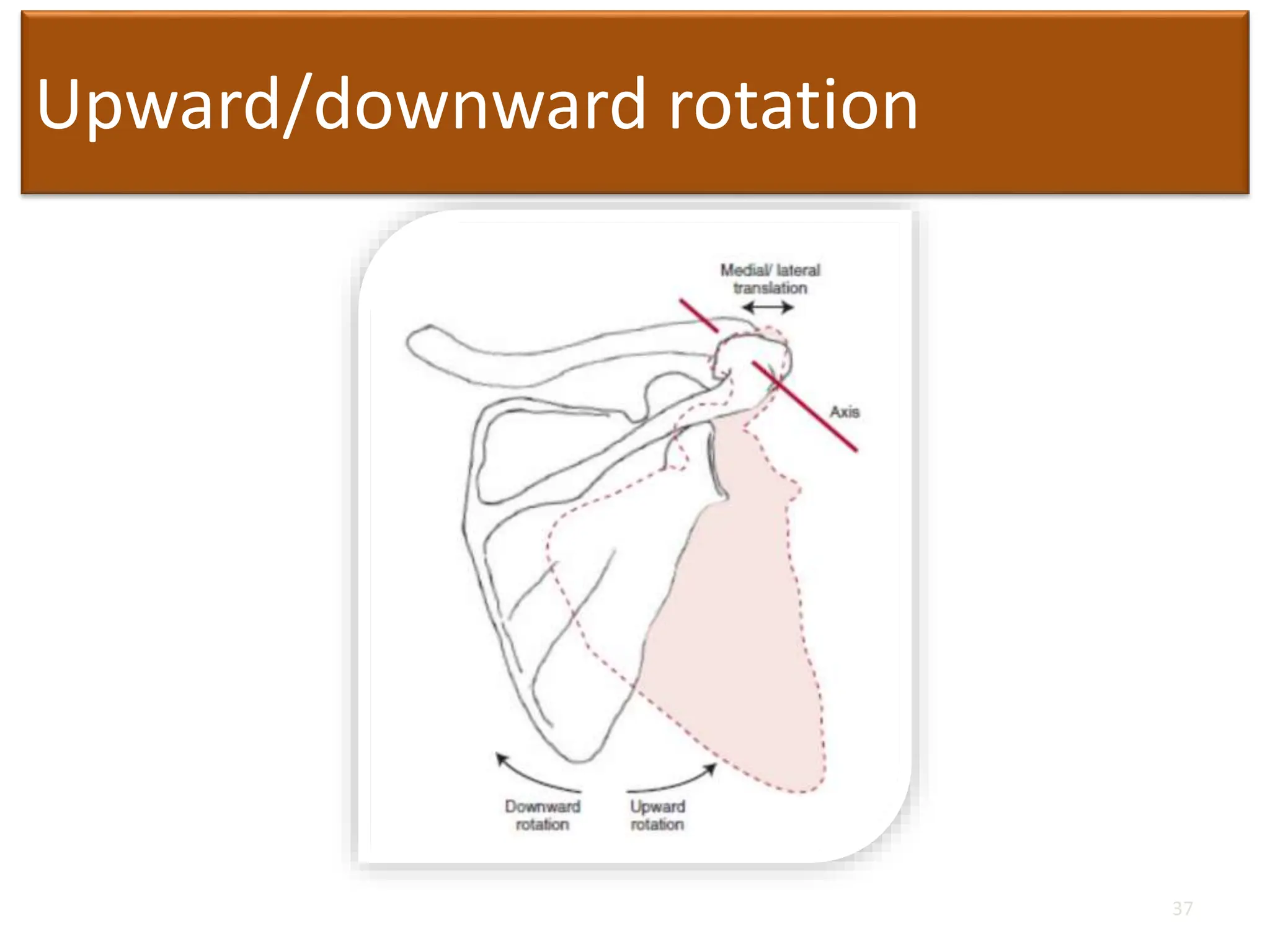 Upward/downward rotation
37
 