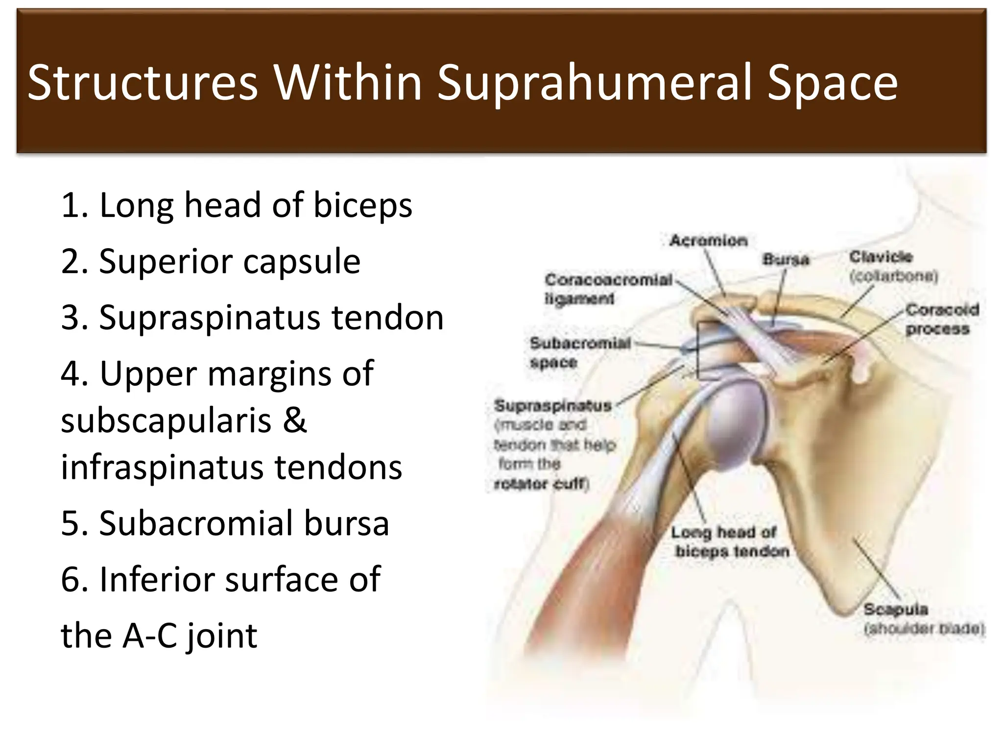 Structures Within Suprahumeral Space
1. Long head of biceps
2. Superior capsule
3. Supraspinatus tendon
4. Upper margins of
subscapularis &
infraspinatus tendons
5. Subacromial bursa
6. Inferior surface of
the A-C joint
40
 