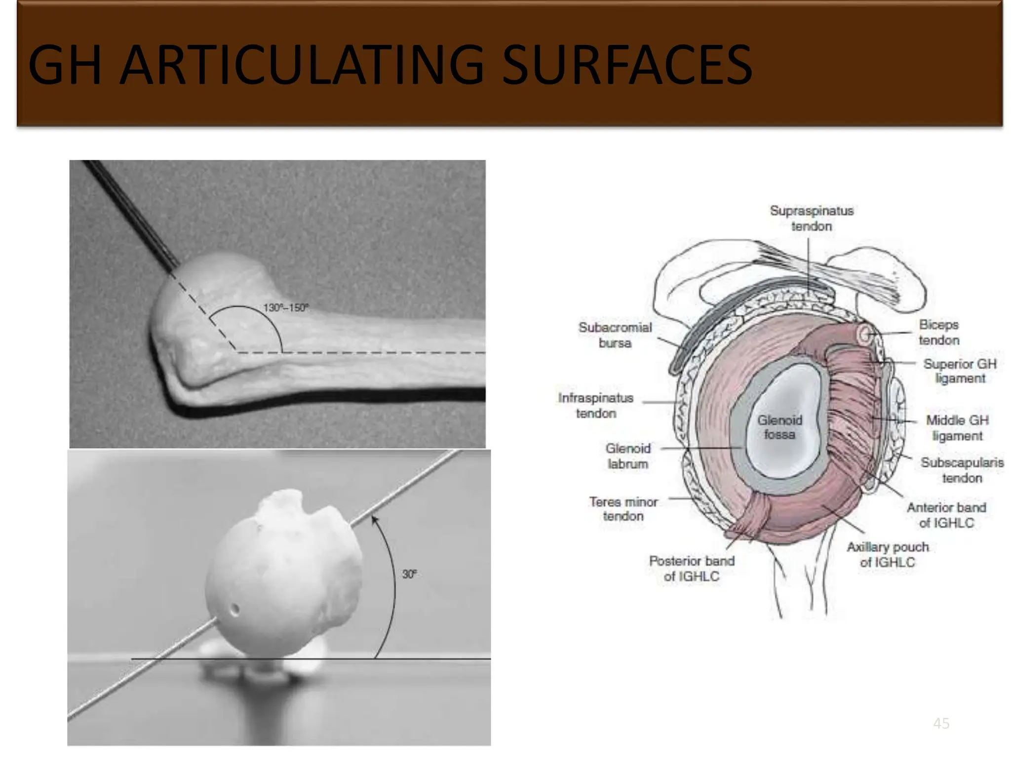 GH ARTICULATING SURFACES
45
 