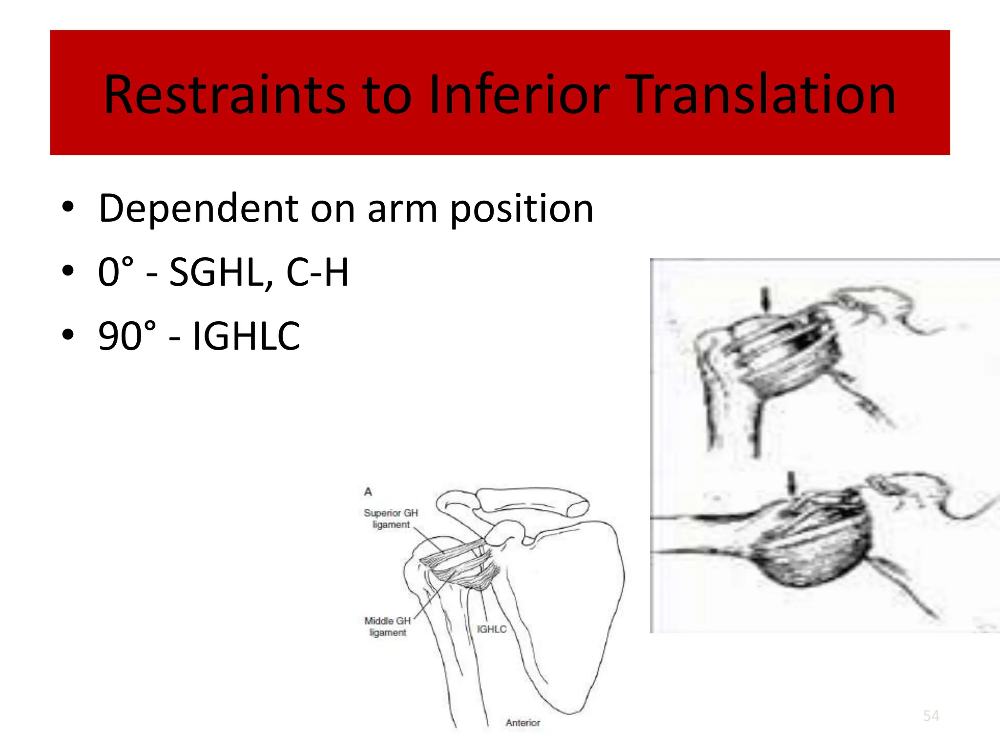 Restraints to Inferior Translation
• Dependent on arm position
• 0° - SGHL, C-H
• 90° - IGHLC
54
 