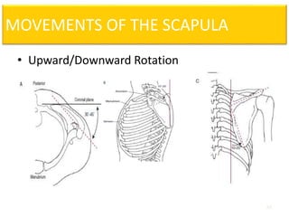Upward Scapular Rotation biomechanics-of-shoulder-complex-part-1-pptx.pptx