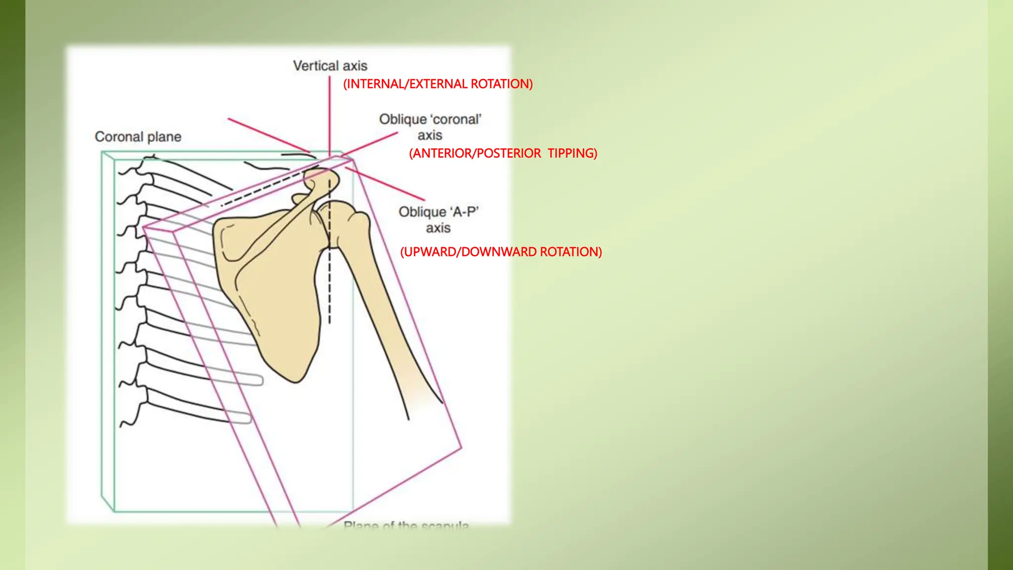 Biomechanics- Shoulder Joint!!!!!!!!!!!! | PPTX