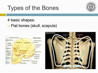Biomechanics of Bones | PPT