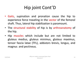 Hip joint Cont’D
• Gaits, supination and pronation cause the hip to
experience force traveling in the vector of the femoral
shaft. Thus, lateral hip stabilization is paramount.
• The structural stability of hip is by arthroanatomy of
the hip.
• Hip muscles which include but are not limited to
gluteus medius, gluteus minimus, gluteus maximus,
tensor fascia latae (TFL), addutors brevis, longus, and
magnus and pectineus.
5/4/2018 13
Why are modern mammals faster than
dinosaurs?
 