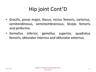 Hip joint Cont’D
• Gracilis, psoas major, iliacus, rectus femoris, sartorius,
semitendinosus, semimembranosus, biceps femoris
and piriformis.
• Gemellus inferior, gemellus superior, quadratus
femoris, obturator internus and obturator externus.
5/4/2018 14
Why are modern mammals faster than
dinosaurs?
 