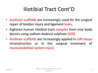 Iliotibial Tract Cont’D
• Acellular scaffolds are increasingly used for the surgical
repair of tendon injury and ligament tears.
• Eighteen human iliotibial tract samples from nine body
donors using sodium dodecyl sulphate (SDS)
• Acellular scaffolds are increasingly applied in soft tissue
reconstruction or in the surgical treatment of
musculoskeletal system injury
5/4/2018
Why are modern mammals faster than
dinosaurs?
17
 
