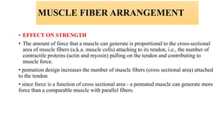 MUSCLE FIBER ARRANGEMENT
• EFFECT ON STRENGTH
• The amount of force that a muscle can generate is proportional to the cross-sectional
area of muscle fibers (a.k.a. muscle cells) attaching to its tendon, i.e., the number of
contractile proteins (actin and myosin) pulling on the tendon and contributing to
muscle force.
• pennation design increases the number of muscle fibers (cross sectional area) attached
to the tendon
• since force is a function of cross sectional area - a pennated muscle can generate more
force than a comparable muscle with parallel fibers.
 