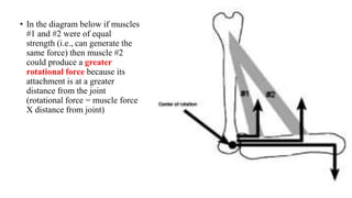 • In the diagram below if muscles
#1 and #2 were of equal
strength (i.e., can generate the
same force) then muscle #2
could produce a greater
rotational force because its
attachment is at a greater
distance from the joint
(rotational force = muscle force
X distance from joint)
 