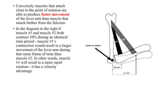 • Conversely muscles that attach
close to the point of rotation are
able to produce faster movement
of the lever arm than muscle that
attach farther from the fulcrum.
• In the diagram to the right if
muscle #1 and muscle #2 both
contract 10% during an identical
time period - muscle #1’s
contraction would result in a larger
movement of the lever arm during
that same frame of time than
muscle #2. In other words, muscle
#1 will result in a more rapid
rotation - it has a velocity
advantage
 
