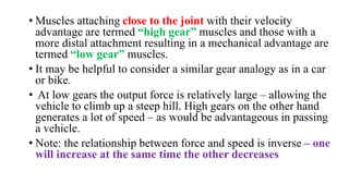• Muscles attaching close to the joint with their velocity
advantage are termed “high gear” muscles and those with a
more distal attachment resulting in a mechanical advantage are
termed “low gear” muscles.
• It may be helpful to consider a similar gear analogy as in a car
or bike.
• At low gears the output force is relatively large – allowing the
vehicle to climb up a steep hill. High gears on the other hand
generates a lot of speed – as would be advantageous in passing
a vehicle.
• Note: the relationship between force and speed is inverse – one
will increase at the same time the other decreases
 