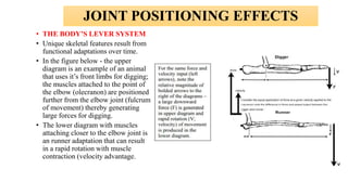 JOINT POSITIONING EFFECTS
• THE BODY’S LEVER SYSTEM
• Unique skeletal features result from
functional adaptations over time.
• In the figure below - the upper
diagram is an example of an animal
that uses it’s front limbs for digging;
the muscles attached to the point of
the elbow (olecranon) are positioned
further from the elbow joint (fulcrum
of movement) thereby generating
large forces for digging.
• The lower diagram with muscles
attaching closer to the elbow joint is
an runner adaptation that can result
in a rapid rotation with muscle
contraction (velocity advantage.
 