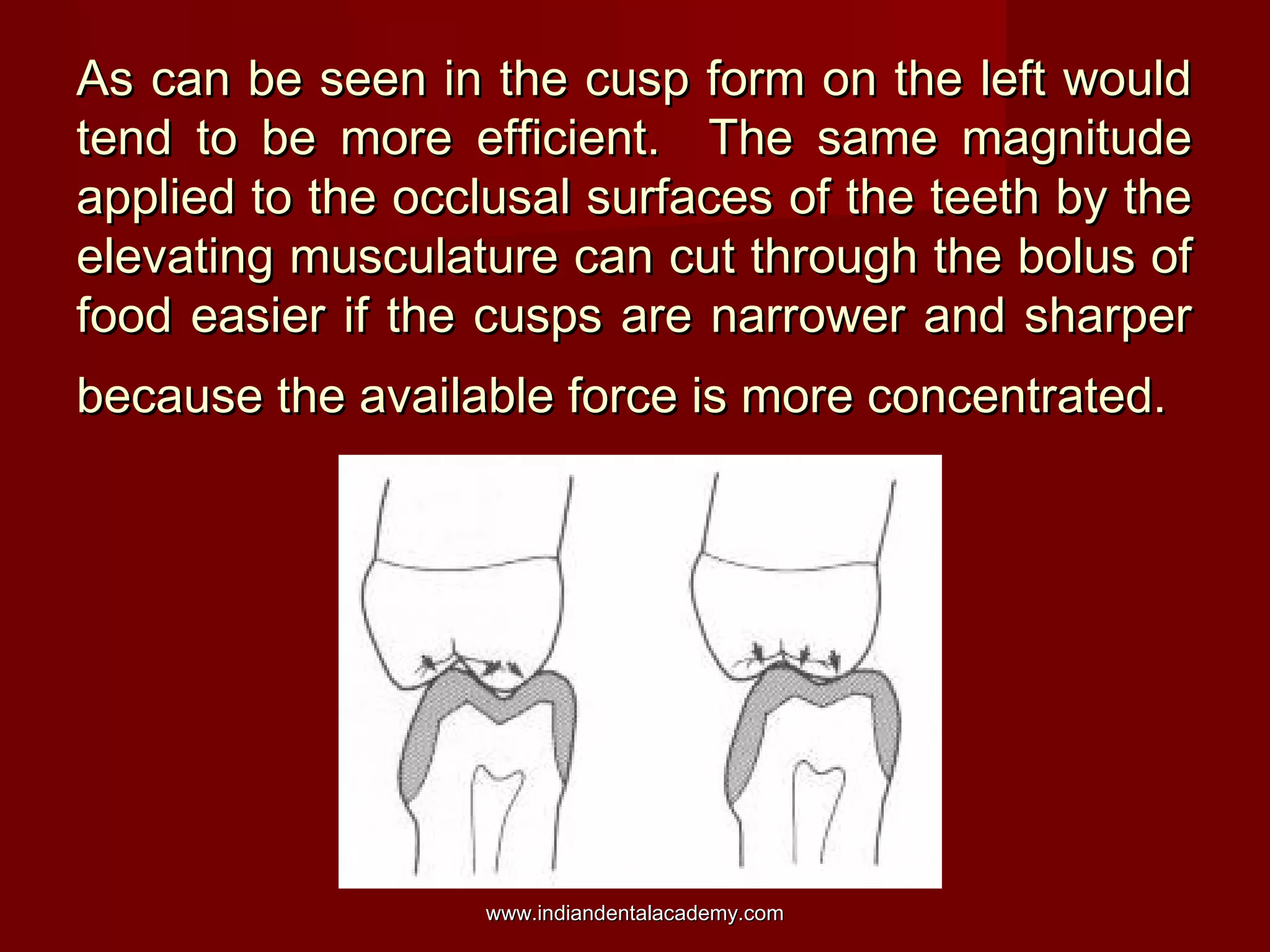 As can be seen in the cusp form on the left wouldAs can be seen in the cusp form on the left would
tend to be more efficient. The same magnitudetend to be more efficient. The same magnitude
applied to the occlusal surfaces of the teeth by theapplied to the occlusal surfaces of the teeth by the
elevating musculature can cut through the bolus ofelevating musculature can cut through the bolus of
food easier if the cusps are narrower and sharperfood easier if the cusps are narrower and sharper
because the available force is more concentrated.because the available force is more concentrated.
www.indiandentalacademy.comwww.indiandentalacademy.com
 