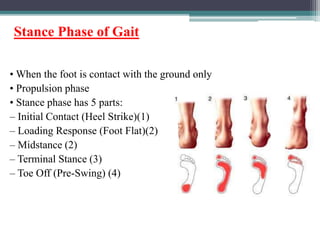 Stance Phase of Gait
• When the foot is contact with the ground only
• Propulsion phase
• Stance phase has 5 parts:
– Initial Contact (Heel Strike)(1)
– Loading Response (Foot Flat)(2)
– Midstance (2)
– Terminal Stance (3)
– Toe Off (Pre-Swing) (4)
 