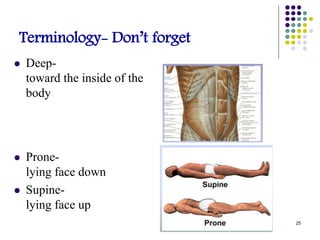 Terminology- Don’t forget
 Deep-
toward the inside of the
body
 Prone-
lying face down
 Supine-
lying face up
25
 