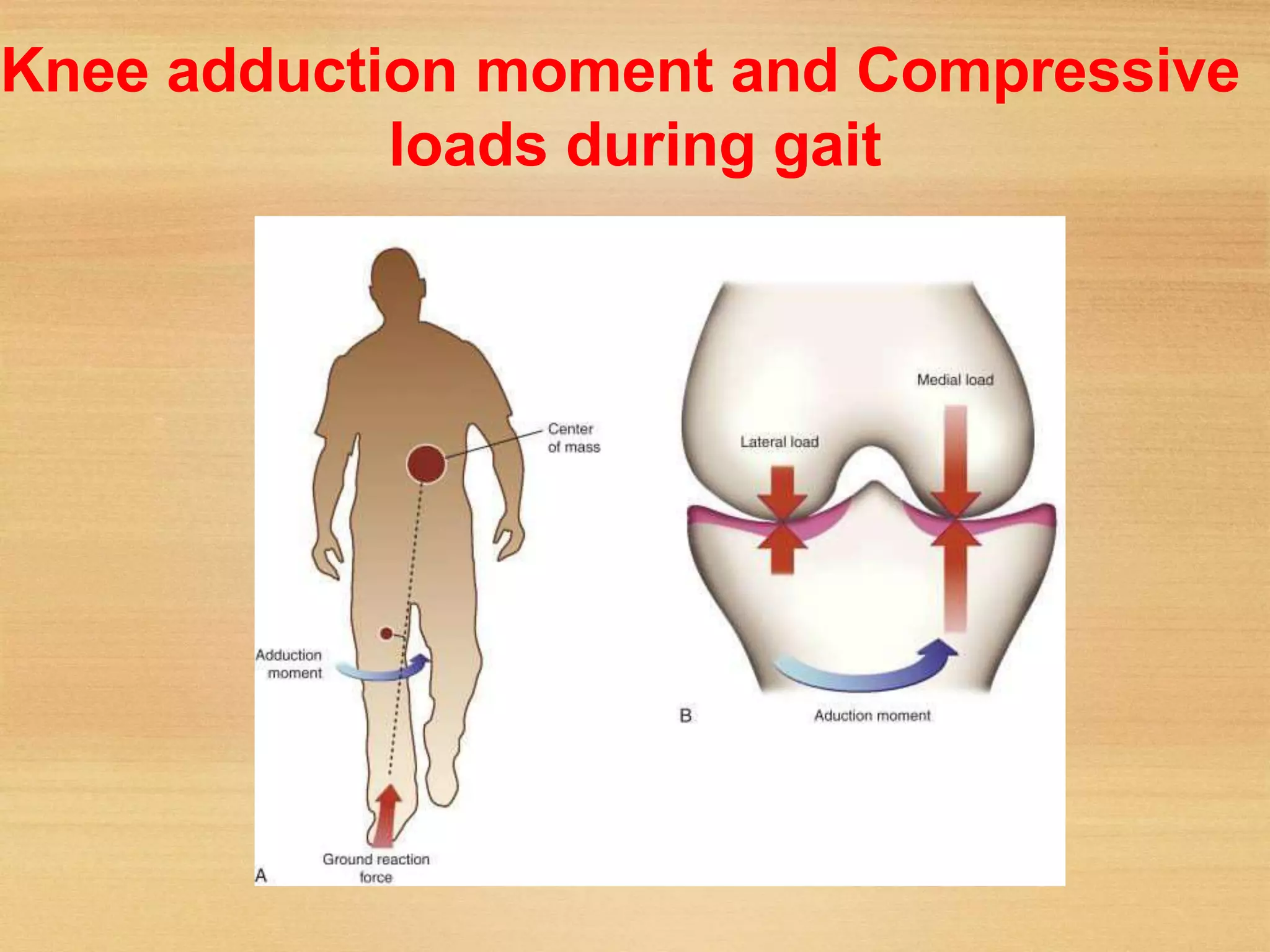 Knee Loading Biomechanics of knee | PPT