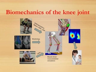 Biomechanics of the knee joint
 