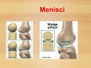 Menicus Compression Patterns Biomechanics of knee | PPT