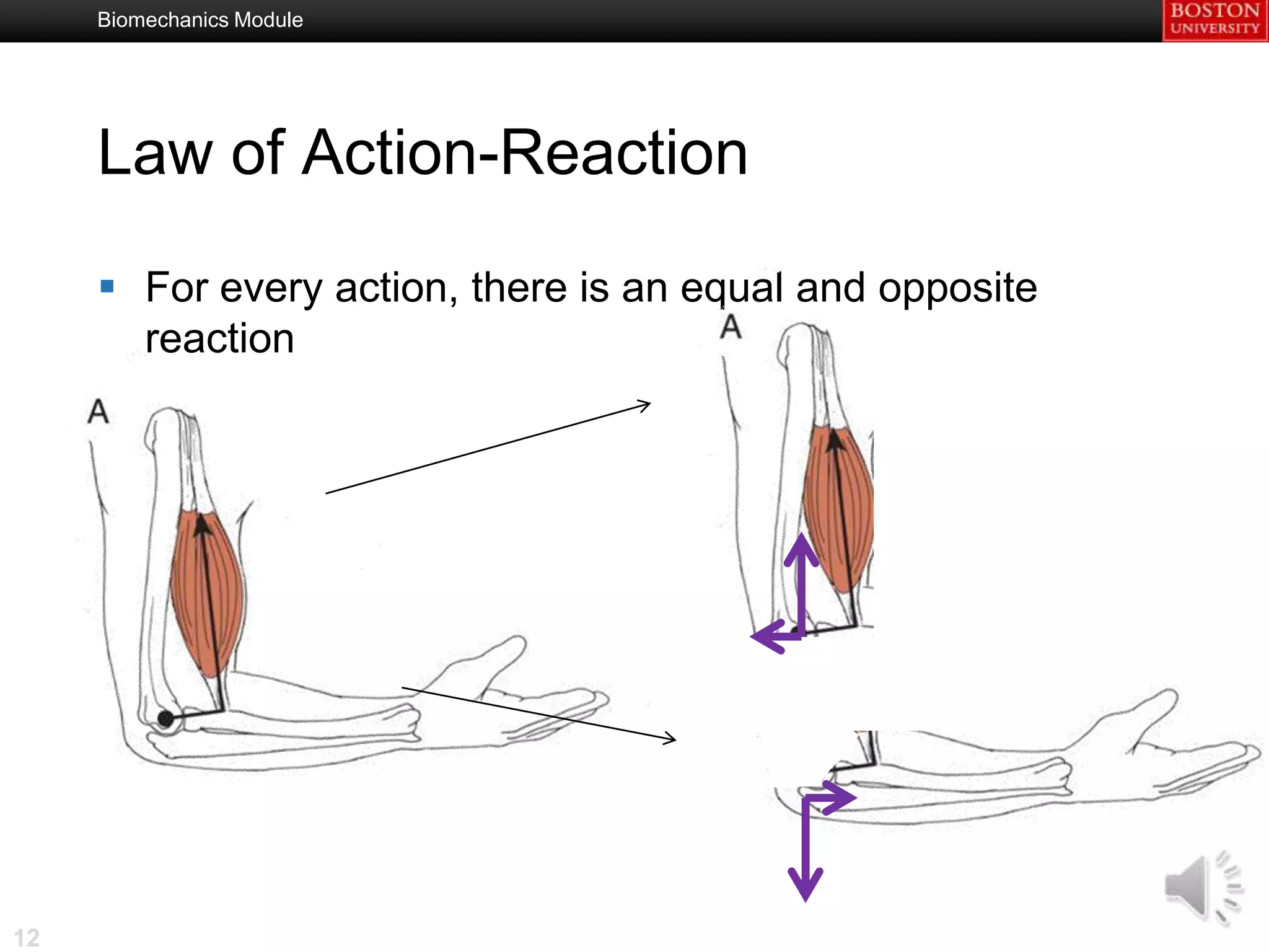 Biomechanics Module




     Law of Action-Reaction

      For every action, there is an equal and opposite
       reaction




12
 